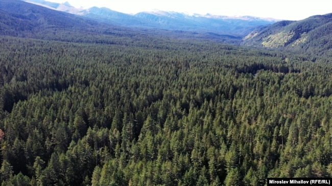 3500 дка гори в района на Говедарци и Мальовица са заменени срещу терени в община Своге