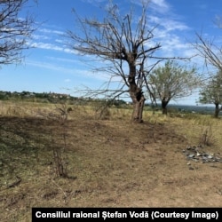 Fotografie publicată de Consiliul raional Ștefan Vodă, înfățișând copacul de la marginea satului Crocmaz lovit de drona-rachetă. Pe jos, pot fi văzute fragmente ale aparatului iar în planul doi - casele oamenilor din sat.