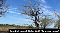 A scorched tree partially damaged by the Russian drone that crashed and exploded near Crocmaz in early August