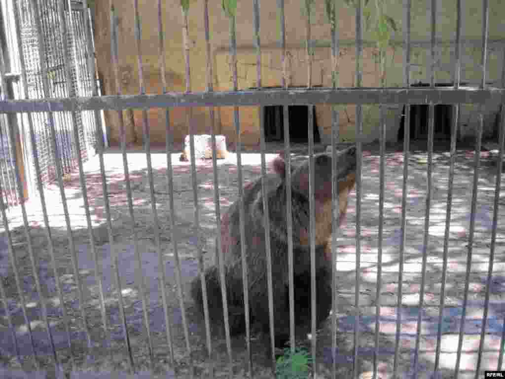 Zoopark "əhli" və yay istiləri #4