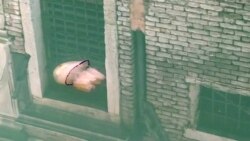 Meduza snimljena u pročišćenim kanalima Venecije, april 2020.