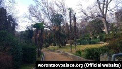 Китайские веерные пальмы в Алупкинском парке, февраль 2019 год 