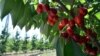 Cum a acoperit R. Moldova într-un an cotele la export în UE pentru cele șapte produse agricole scutite de taxe