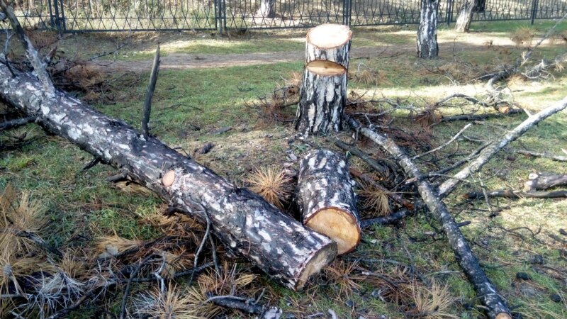 Севастополь: несколько десятков сухих сосен снесли на проспекте Острякова (+фото)