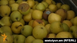 Քարագլուխ գյուղում գյուղացիների մառաններում կուտակված մեծ քանակությամբ խնձոր է փչանում 