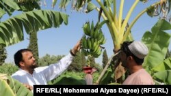 Officials in the southern Afghan province of Helmand say they hope to add bananas to alternative cash crops such as saffron and aloe vera to help the region’s farmers move away from planting poppies.