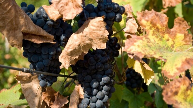 În acest an, seceta și pandemia au secat vinul din podgoriile moldave