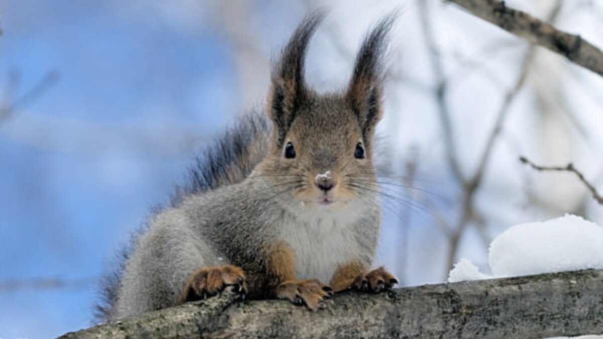 The OSCE And Nut The Squirrel