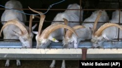 İranın şimalında südçülük fermasında zanen keçiləri