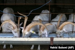 Saanen goats at the Behdoush Dairy Farm in northern Iran. Animal geneticist David MacHugh says the researchers appear to have located "the 'ground zero' for goat domestication, or close to it." (file photo)