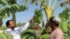 Officials in the southern Afghan province of Helmand say they hope to add bananas to alternative cash crops such as saffron and aloe vera to help the region’s farmers move away from planting poppies.