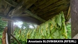 Тамокукорӣ. Акс аз бойгонӣ.