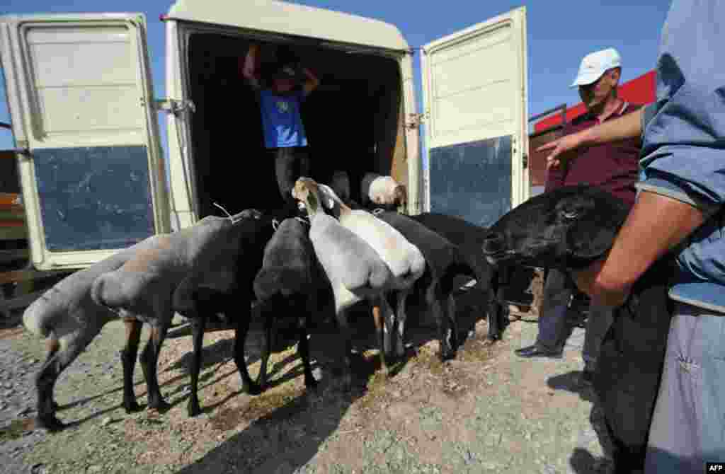 Бишкәктә корбан сарыклары