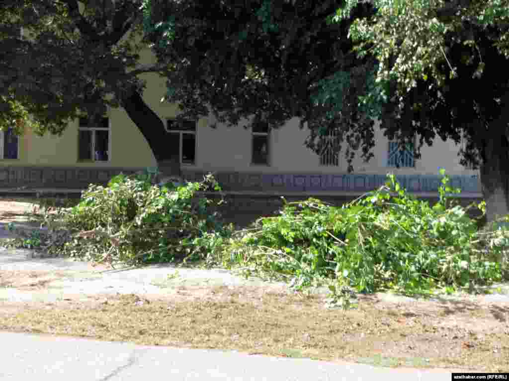 Aşgabatda saýaly baglar çapylýar.