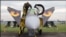 Один из истребителей Gripen на авиашоу в Чехии