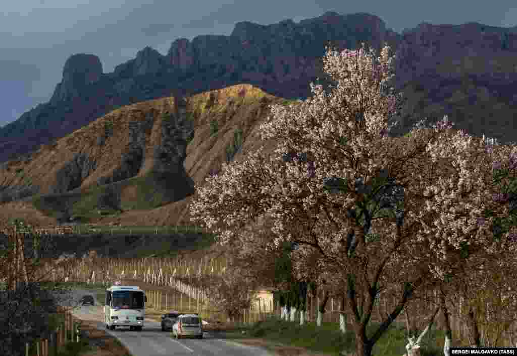 Цветущий абрикос на горной дороге Грушевка-Судак в окрестностях села Дачное