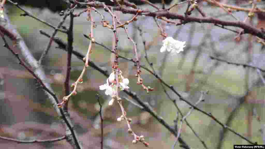 Pomi &icirc;n floare &icirc;n Germania, unde de Crăciun temperaturile au depășit &icirc;n sudul țării 20&deg; C.