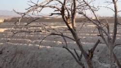 بلوچستان کې ګڼ باغونه، چینې او کوهیان وچ شوي دي