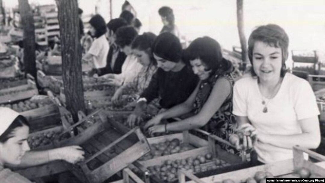 1980. Studente de la Universitatea București în practică agricolă la IAS Buciumeni. Sursa: comunismulinromania.ro (MNIR)