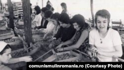 1980. Studente de la Universitatea București în practică agricolă la IAS Buciumeni. Sursa: comunismulinromania.ro (MNIR)