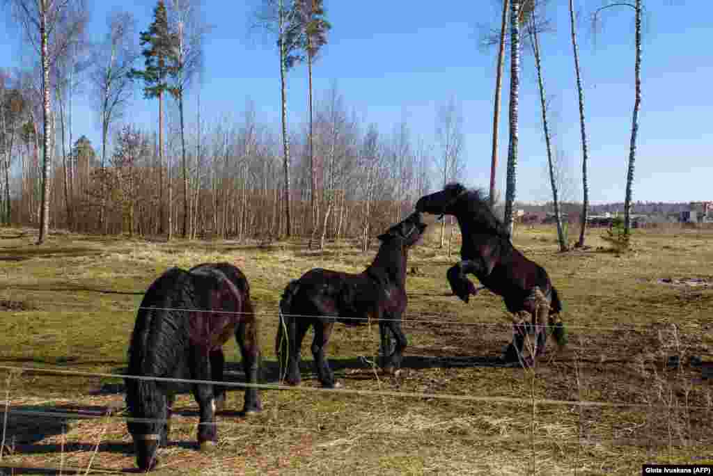 Horses from Cirkus Alex stand in a temporary enclosure in Stopini, Latvia. The circus, from the Czech Republic, has been stuck in Latvia due to the closure of borders to limit the spread of the coronavirus. (AFP/Gints Ivuskans)