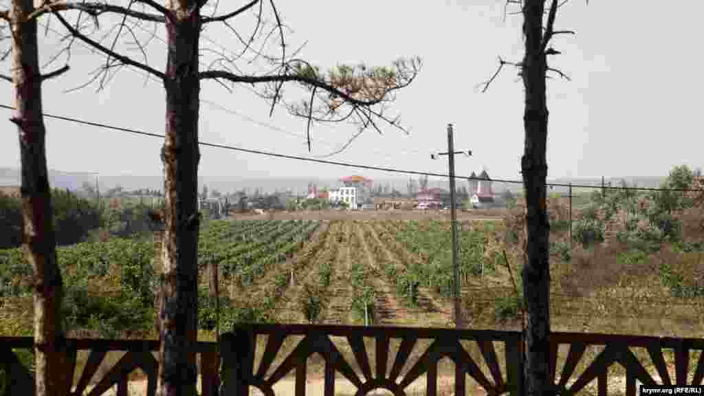 Вид на виноградники. Сейчас у завода порядка 1150 гектаров виноградников