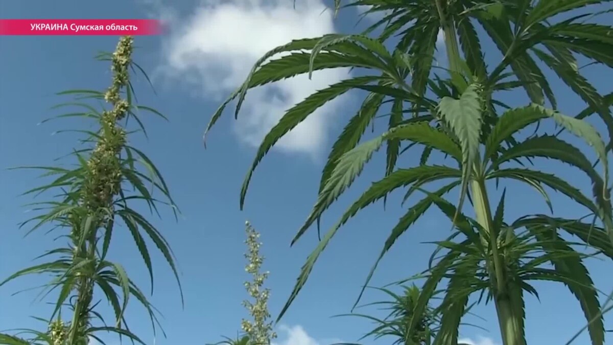 Конопля альцгеймер конопля бобруйск