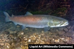 Lostrița, sau somonul de Dunăre, este o specie de pește cu regim de protecţie prioritar, prezentă și pe râul Răstolița și pe afluenți.