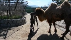 В парке львов «Тайган» родился верблюд (видео)