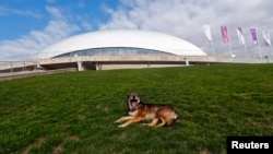 A stray dog lies on the grass in front of the Bolshoy Ice Dome at the Olympic Park in the Adler district of Sochi (5 Feb 2014)