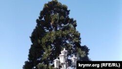 Секвоя в Ялті, Крим