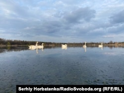 Лебеді на озері Рапне Слов'янського курорту
