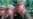 Two Suspected Mladic Aides Arrested