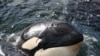 Приморье: команда Кусто одобрила выпуск косаток из "китовой тюрьмы"