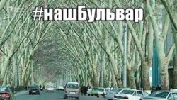 Блогерлар ютуғи: Хиёбондаги дарахтлар кесилмайдиган бўлди