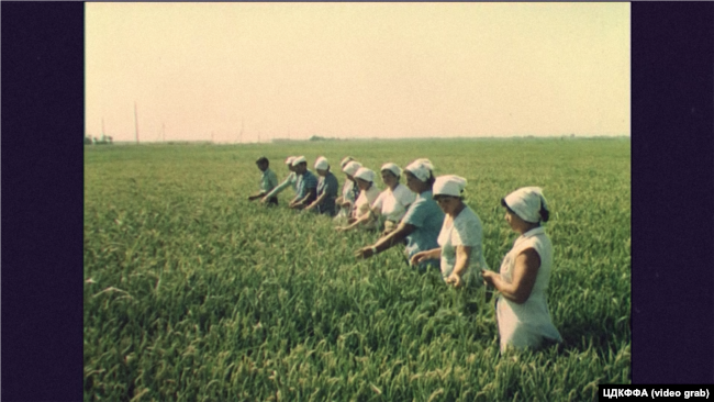 Рисовые чеки, обработка поля. Крым, 1970-е годы