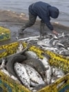 GRAB - What’s Behind The Mystery Of Iran's Fishing Boom?