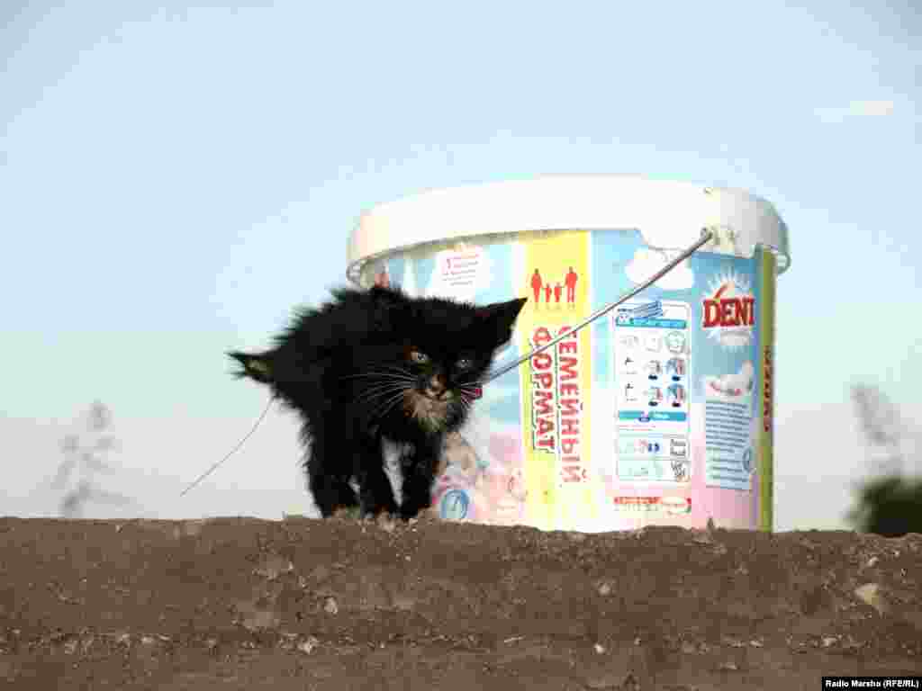 Ен йолу хIусамаш беркате хилийта, "кхайкхира" Писулге!