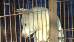 У Паўднёвай Карэі гадуюць харчовых сабакаў на фэрмах