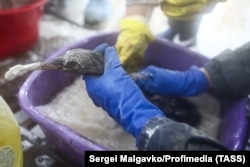 A great crested grebe being cleaned at a makeshift facility in the Krasnodar region.