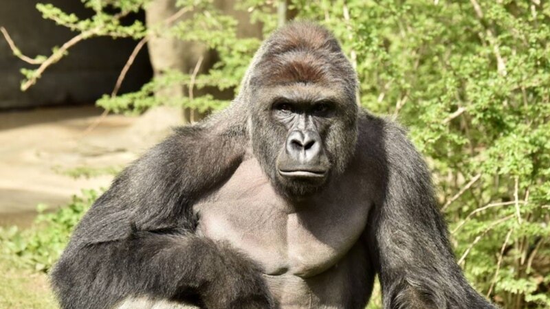 Uginula gorila Koko, koja se sporazumevala znakovnim jezikom 