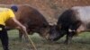 Bosnia-Herzegovina -- Bulls lock horns during a bullfight in Busovaca, September 21, 2014