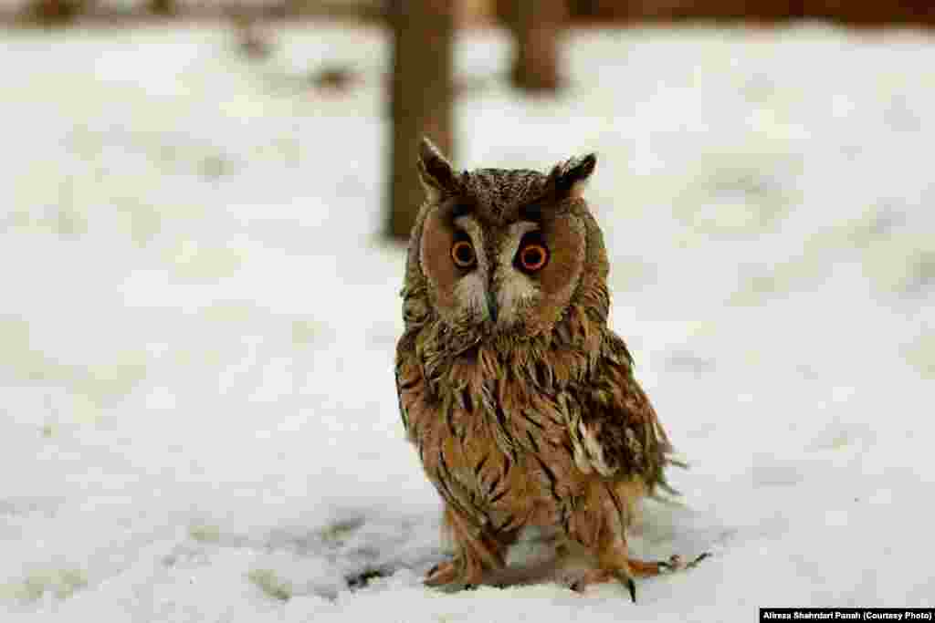 جغد شاخدار، Long eared Owl، طول بدن ۳۶ سانتيمتر، پرهای بلند روی گوش مشخصه اين پرنده است، زيستگاه: مناطق جنگلی و لانه در بالای درخت و گاهی روی زمين لانه ساخته و تخم گذاری می&zwnj;کنند