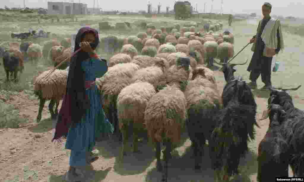 A young shepherd girl with her flock.