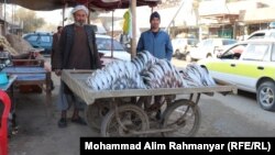 رشد صنعت پرورش ماهی در ولایت جوزجان