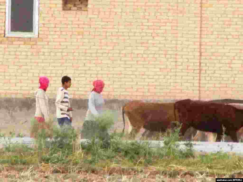 Serdarabat etrabynyň ýaşlary mal bakyp gelýärler