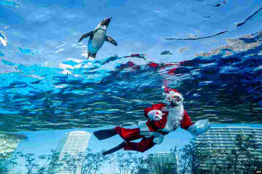 Ronilac obučen u kostim Djeda Mraza pliva s pingvinom u akvariju tokom priprema za božićni događaj u Tokiju, Japan, 1. decembra.