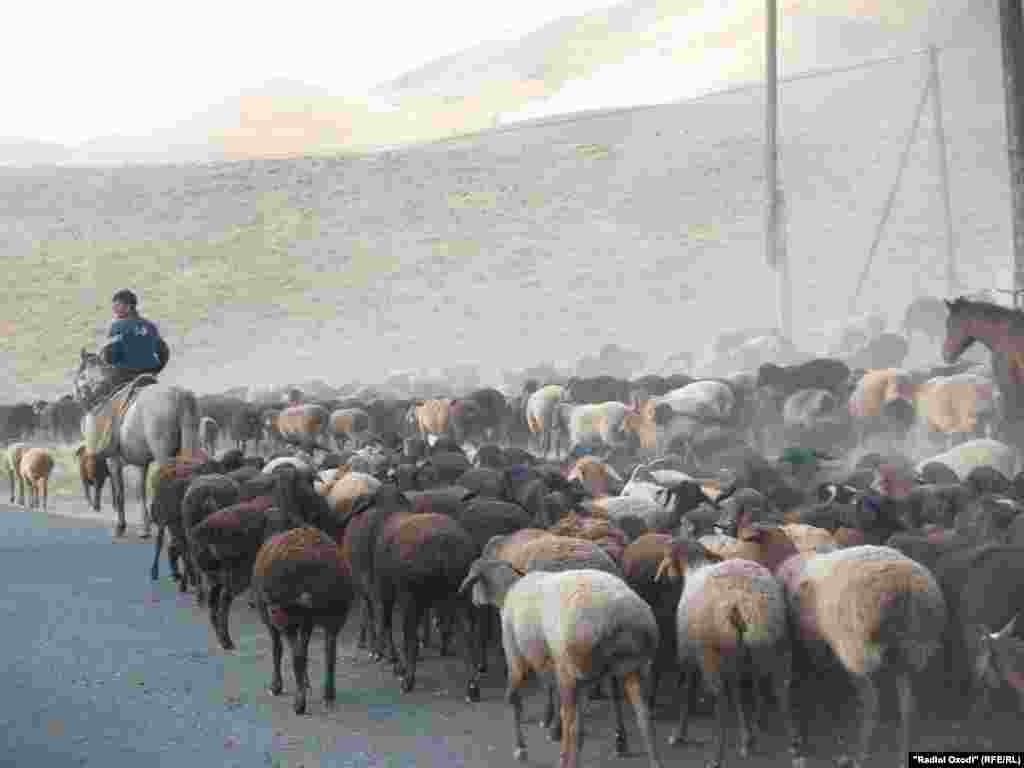 Сокинони Моёини Панҷакент&nbsp; мегӯянд, 5 чӯпони тоҷик бо чандсад сар гӯсфандро зӯран ба Узбакистон бурдаанд. 