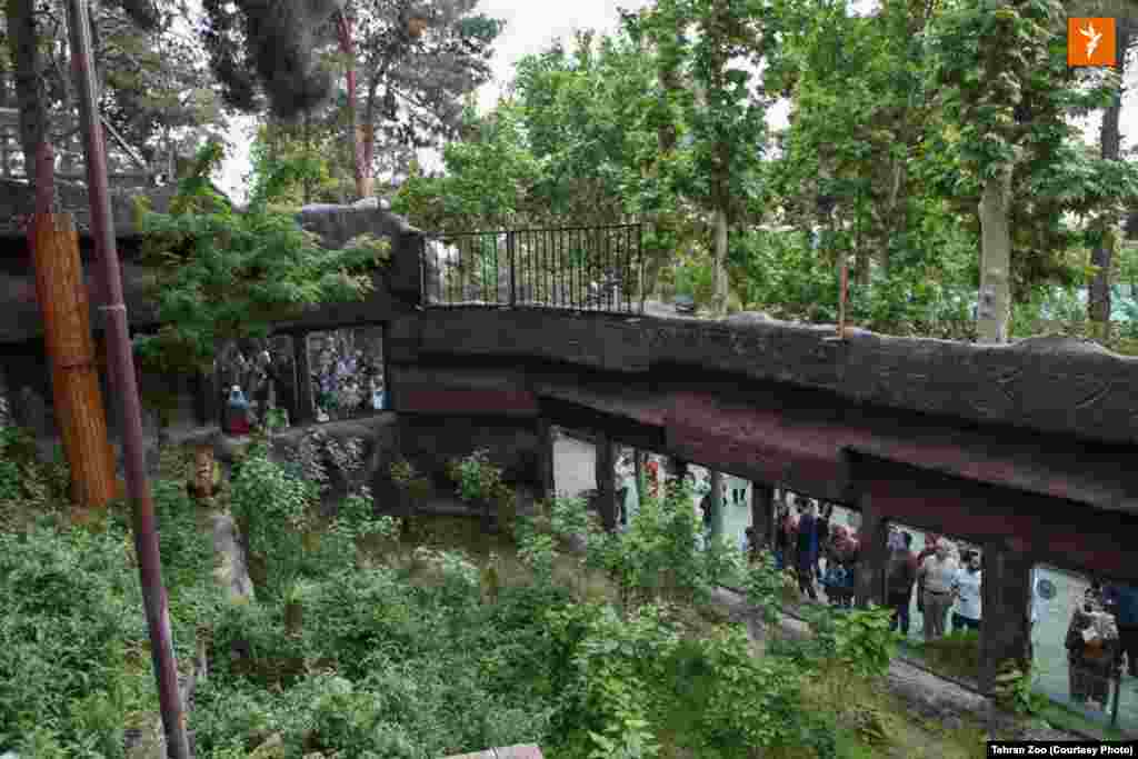 ورود هیرمان به ایران سر و صدای زیادی برپا کرد. شمار زیادی از بازدیدکنندگان برای دیدن این نره&zwnj;شیر ایرانی به باغ&zwnj;وحش ارم رفتند.