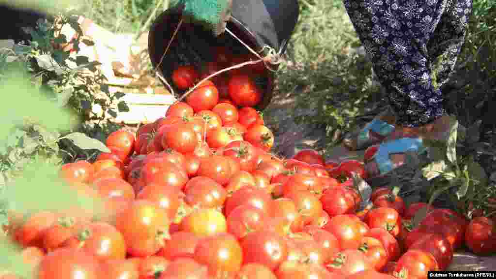 Кутуга салынган помидорлор Ош, Жалал-Абад, Нарын облустарынын базарларына жөнөтүлөт.